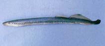 Image of Lethenteron camtschaticum (Arctic lamprey)