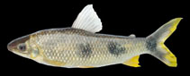 Image of Megaleporinus elongatus 