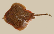 Image of Leucoraja garmani (Rosette skate)