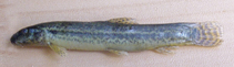 Image of Lepidocephalichthys guntea (Guntea loach)