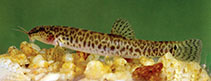 Image of Lepidocephalichthys jonklaasi (Jonklaas\