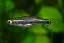 Image of Leptolucania ommata (Pygmy killifish)