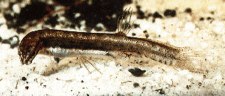 Image of Lepidogalaxias salamandroides (Salamanderfish)