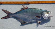 Image of Lichia amia (Leerfish)