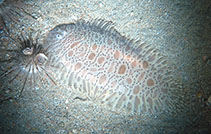 Image of Liachirus melanospilos (Carpet sole)