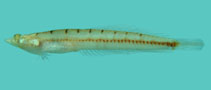 Image of Limnichthys nitidus (Sand submarine)