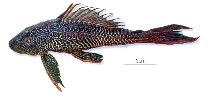 Image of Pterygoplichthys pardalis (Amazon sailfin catfish)