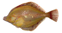 Image of Limanda proboscidea (Longhead dab)