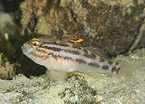 Image of Lophogobius cyprinoides (Crested goby)