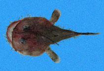 Image of Lophiodes spilurus (Threadfin angler)