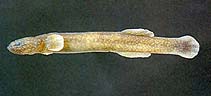 Image of Luciogobius guttatus (Flat-headed goby)