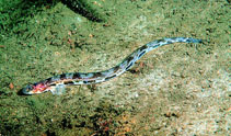 Image of Lumpenus lampretaeformis (Snakeblenny)