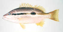 Image of Lutjanus ophuysenii (Spotstripe snapper)
