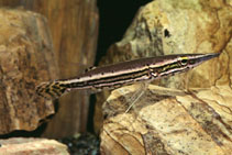Image of Luciocephalus pulcher (Pikehead)