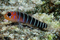 Image of Lythrypnus gilberti (Galapagos blue-banded goby)