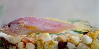 Image of Macrodon ancylodon (King weakfish)