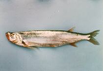 Image of Macrochirichthys macrochirus (Long pectoral-fin minnow)