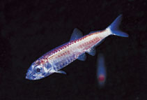 Image of Maurolicus muelleri (Silvery lightfish)