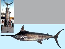 Image of Makaira nigricans (Blue marlin)