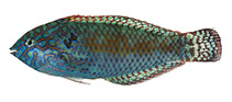 Image of Macropharyngodon pakoko (Pakoko wrasse)