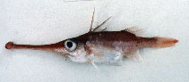 Image of Macrorhamphosodes platycheilus (Trumpetsnout spikefish)