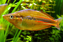Image of Melanotaenia affinis (North New Guinea rainbowfish)