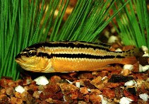 Image of Melanochromis auratus (Golden mbuna)