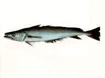 Image of Merluccius australis (Southern hake)
