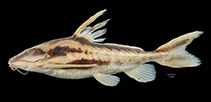 Image of Megalodoras guayoensis 