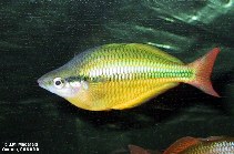 Image of Melanotaenia herbertaxelrodi (Lake Tebera rainbowfish)