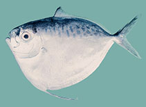 Image of Mene maculata (Moonfish)