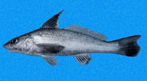 Image of Menticirrhus nasus (Highfin king croaker)