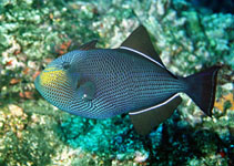 Image of Melichthys niger (Black triggerfish)