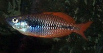 Image of Melanotaenia parva (Lake Kuromai rainbowfish)
