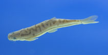 Image of Mesonoemacheilus remadeviae 