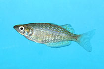 Image of Melanotaenia rubrostriata (Red-striped rainbowfish)