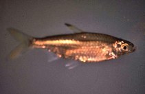 Image of Micralestes acutidens (Sharptooth tetra)