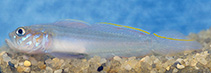 Image of Microgobius microlepis (Banner goby)