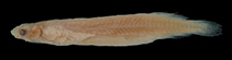 Image of Miuroglanis platycephalus 