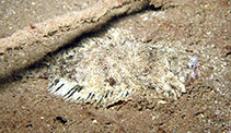 Image of Monochirus atlanticus 
