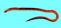Image of Moringua macrocephalus 