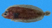 Image of Monolene maculipinna (Pacific deepwater flounder)