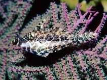 Image of Monacanthus tuckeri (Slender filefish)
