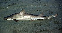 Image of Mustelus mento (Speckled smooth-hound)