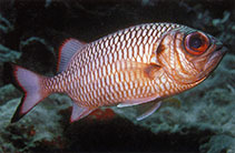Image of Myripristis adusta (Shadowfin soldierfish)