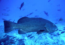 Image of Mycteroperca jordani (Gulf grouper)