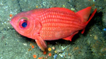 Image of Myripristis leiognathus (Panamic soldierfish)
