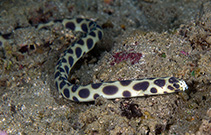 Image of Myrichthys maculosus (Tiger snake eel)