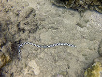 Image of Myrichthys magnificus (Magnificent snake eel)