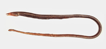 Image of Myrophis microchir (Ordinary snake eel)